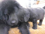 Собаки, щенята Ньюфаундленд, ціна 3888 Грн., Фото