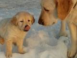 Собаки, щенята Золотистий ретрівер, ціна 5000 Грн., Фото