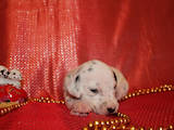 Собаки, щенята Далматин, ціна 1500 Грн., Фото
