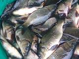 Рыбное хозяйство Рыба живая, мальки, цена 42 Грн., Фото