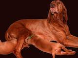Собаки, щенята Угорська вижла, ціна 100 Грн., Фото
