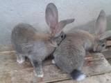 Гризуни Кролики, ціна 350 Грн., Фото