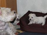 Собаки, щенята Вестхайленд уайт тер'єр, ціна 13000 Грн., Фото