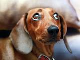 Собаки, щенята Гладкошерста мініатюрна такса, ціна 500 Грн., Фото