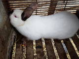Грызуны Кролики, цена 350 Грн., Фото