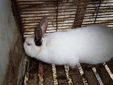 Гризуни Кролики, ціна 350 Грн., Фото