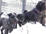 Собаки, щенята Цвергшнауцер, ціна 4000 Грн., Фото