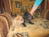 Собаки, щенята Шарпей, ціна 1000 Грн., Фото