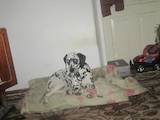 Собаки, щенята Далматин, ціна 500 Грн., Фото