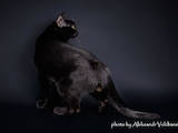 Кошки, котята Бомбейская, цена 27000 Грн., Фото