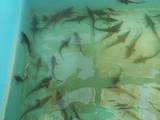 Рибки, акваріуми Рибки, ціна 4 Грн., Фото
