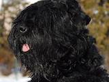 Собаки, щенята Чорний тер'єр, ціна 7500 Грн., Фото