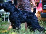 Собаки, щенки Черный терьер, цена 7500 Грн., Фото