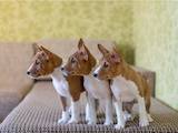 Собаки, щенки Басенджи, цена 13000 Грн., Фото