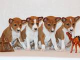 Собаки, щенки Басенджи, цена 15000 Грн., Фото