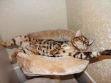 Кошки, котята Бенгальская, цена 20000 Грн., Фото