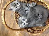 Кошки, котята Шотландская короткошерстная, цена 1300 Грн., Фото