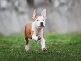 Собаки, щенки Американский стаффордширский терьер, цена 20000 Грн., Фото