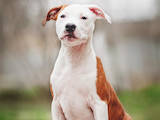 Собаки, щенята Американський стаффордширський тер'єр, ціна 20000 Грн., Фото