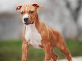 Собаки, щенята Американський стаффордширський тер'єр, ціна 22000 Грн., Фото