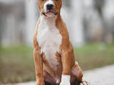 Собаки, щенята Американський стаффордширський тер'єр, ціна 22000 Грн., Фото