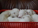 Собаки, щенки Самоед, цена 8000 Грн., Фото
