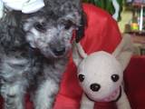 Собаки, щенята Той-пудель, ціна 4000 Грн., Фото