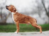 Собаки, щенята Американський стаффордширський тер'єр, ціна 16000 Грн., Фото