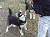Собаки, щенята Аляска маламут, ціна 5800 Грн., Фото