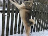 Собаки, щенята Західно-Сибірська лайка, ціна 5100 Грн., Фото