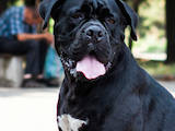 Собаки, щенята Кане Корсо, ціна 54120 Грн., Фото