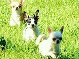 Собаки, щенки Чихуа-хуа, цена 3000 Грн., Фото