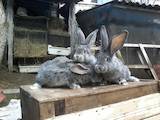 Животноводство,  Сельхоз животные Кролики, Нутрии, цена 250 Грн., Фото