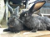 Животноводство,  Сельхоз животные Кролики, Нутрии, цена 500 Грн., Фото