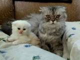 Кошки, котята Персидская, цена 800 Грн., Фото
