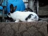 Животноводство,  Сельхоз животные Кролики, Нутрии, цена 500 Грн., Фото