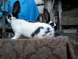 Тваринництво,  Сільгосп тварини Кролики, Нутрії, ціна 500 Грн., Фото