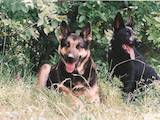 Собаки, щенята Східно-Європейська вівчарка, ціна 1500 Грн., Фото