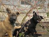 Собаки, щенята Східно-Європейська вівчарка, ціна 1500 Грн., Фото