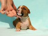 Собаки, щенки Американский стаффордширский терьер, цена 7500 Грн., Фото