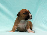 Собаки, щенки Американский стаффордширский терьер, цена 7500 Грн., Фото