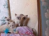 Кошки, котята Рэгдолл, цена 4000 Грн., Фото
