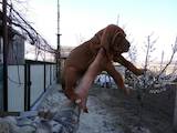 Собаки, щенки Венгерская выжла, цена 3000 Грн., Фото