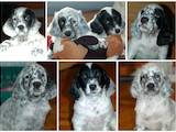 Собаки, щенки Английский сеттер, цена 7000 Грн., Фото