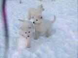 Собаки, щенки Белая Швейцарская овчарка, цена 800 Грн., Фото