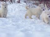Собаки, щенки Белая Швейцарская овчарка, цена 800 Грн., Фото