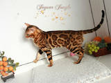 Кошки, котята Бенгальская, цена 22000 Грн., Фото