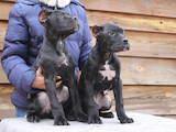 Собаки, щенки Кане Корсо, цена 6000 Грн., Фото