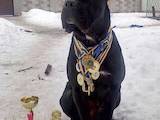 Собаки, щенята Кане Корсо, ціна 6000 Грн., Фото