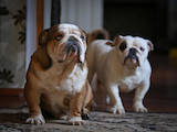 Собаки, щенки Английский бульдог, цена 6000 Грн., Фото